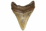 Fossil Megalodon Tooth - South Carolina #325242-1